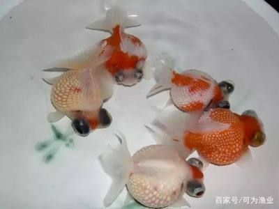 大魚(yú)缸怎么換水：大魚(yú)缸換水步驟和注意事項(xiàng)