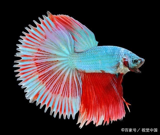 常見熱帶觀賞魚：什么是熱帶觀賞魚