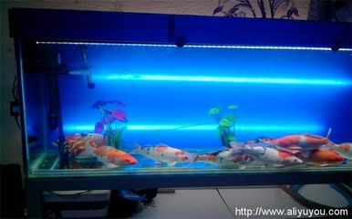 家里魚缸養(yǎng)幾條魚最好錦鯉吃：家里魚缸養(yǎng)幾條錦鯉有什么區(qū)別？ 魚缸風水 第1張