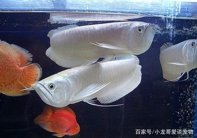 飼養(yǎng)銀龍魚需要水溫多少為好 龍魚百科 第1張