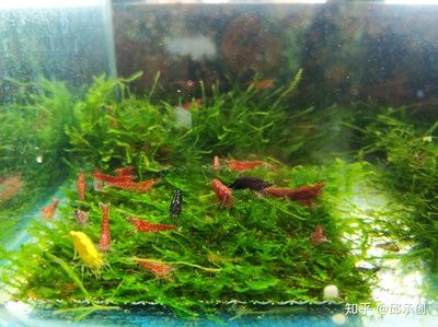 不需要打理的魚(yú)缸水草：想要養(yǎng)水草但又不想花費(fèi)太多時(shí)間和精力的人來(lái)說(shuō)，有些水草比較容易養(yǎng)護(hù)