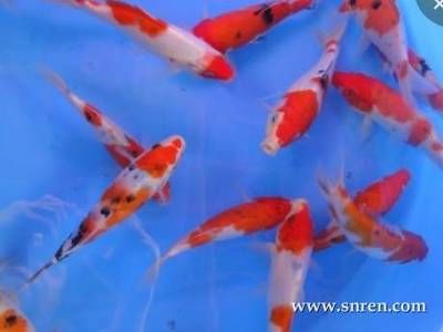 家有兩個魚缸好嗎：家里養(yǎng)兩個魚缸可以起到化解作用，家里養(yǎng)兩個魚缸合適嗎 魚缸風水 第2張