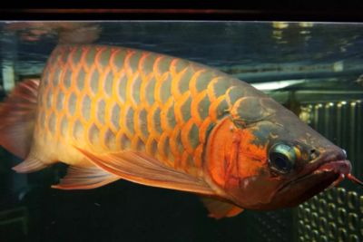 龍魚(yú)淡水還是海水養(yǎng)：龍魚(yú)是一種淡水魚(yú)，而不是海水魚(yú)， 龍魚(yú)百科 第1張