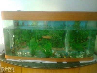 家里魚缸壞了對家庭有影響嗎：家里魚缸壞了會對家庭產(chǎn)生影響嗎，魚缸在風水上會影響財運 魚缸風水 第2張