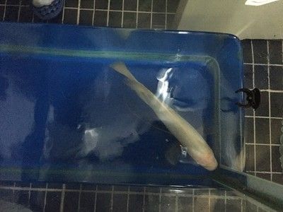 家里魚缸壞了對家庭有影響嗎：家里魚缸壞了會對家庭產(chǎn)生影響嗎，魚缸在風水上會影響財運 魚缸風水 第1張