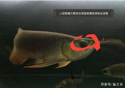 龍魚側燈離水平面多少：龍魚側燈離水平面的距離 龍魚百科 第1張