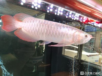 龍魚側燈離水平面多少：龍魚側燈離水平面的距離 龍魚百科 第3張