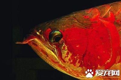 龍魚(yú)掉眼原因有哪些