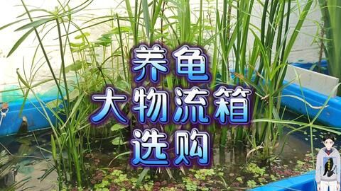 家里魚缸多大尺寸合適：家里魚缸尺寸如何選擇？ 魚缸風(fēng)水 第1張