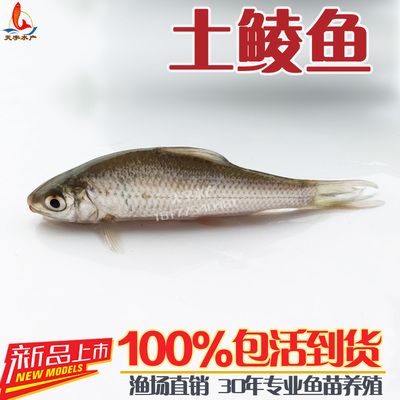 龍魚的拼音怎么寫：龍魚是什么？