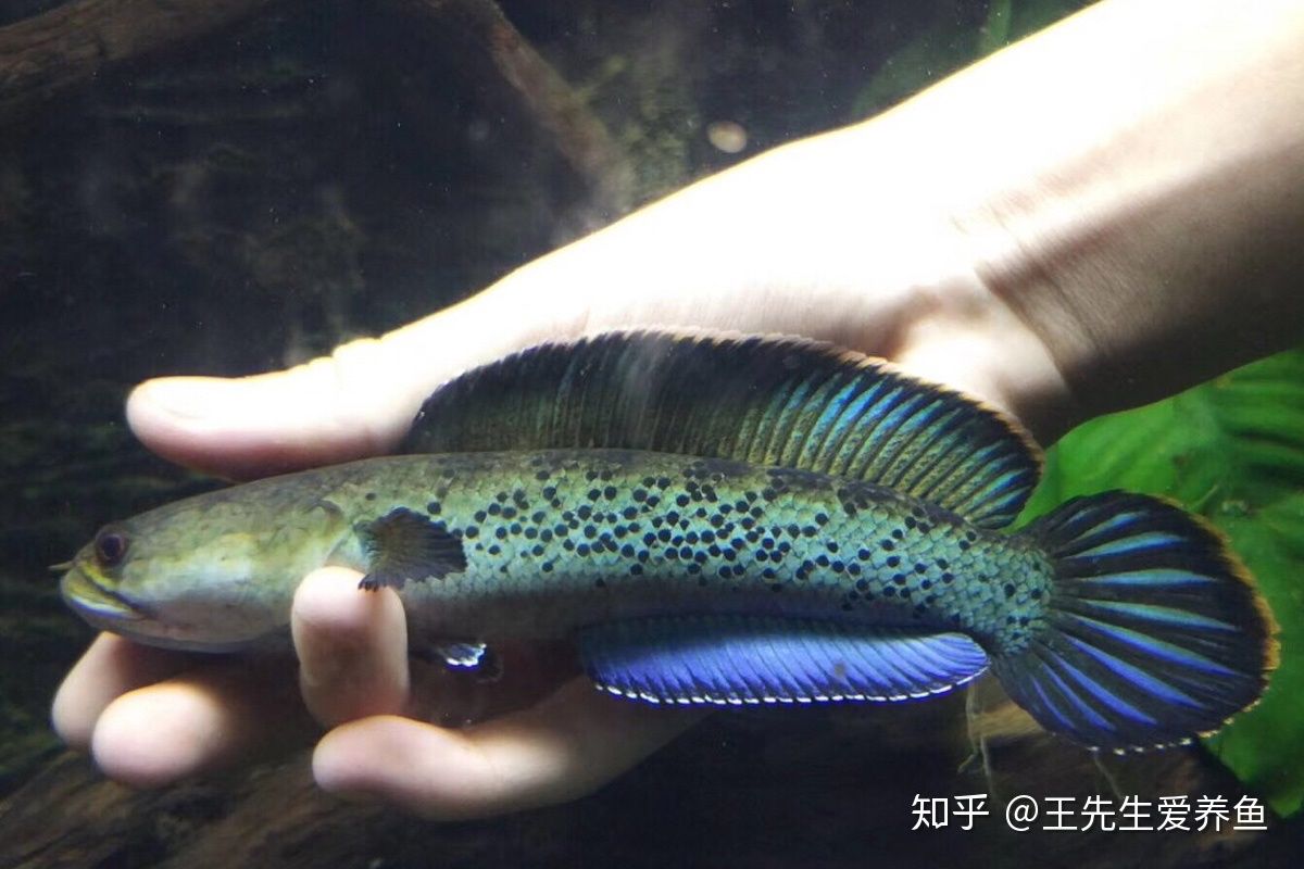 奶茶雷龍魚多久成熟的：奶茶雷龍魚成熟時間 龍魚百科 第1張