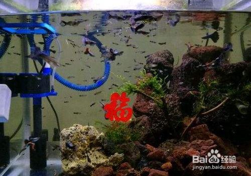 超白玻璃魚缸容易裂怎么辦：超白玻璃魚缸玻璃裂了的修補方法 魚缸百科 第2張