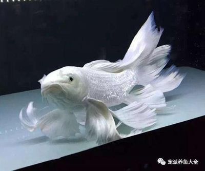 蝴蝶鯉魚能和龍魚混養(yǎng)嗎：蝴蝶鯉能和龍魚混養(yǎng)嗎