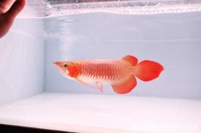 紅龍魚幼魚飼養(yǎng)技巧圖解 龍魚百科 第1張