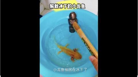 小龍魚會不會吃魚屎呢：小龍魚會不會吃魚屎 龍魚百科 第2張