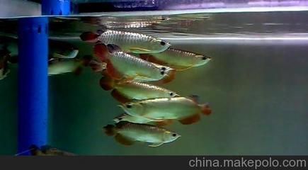 金龍魚魚缸價格：金龍魚魚缸價格信息是關(guān)于金龍魚魚缸的一些價格信息