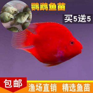 家里魚缸什么魚最貴的：家里魚缸中最貴的觀賞魚 魚缸風水 第1張