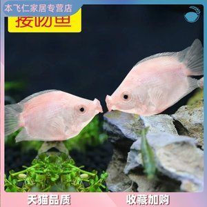 家里魚缸什么魚最貴的：家里魚缸中最貴的觀賞魚 魚缸風水 第2張