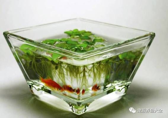 大魚缸如何清潔水垢的方法：大魚缸內(nèi)壁容易產(chǎn)生水垢影響觀賞效果以下是幾種有效的清潔方法 魚缸百科 第3張