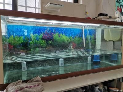 大洋的魚缸：蘭考縣大洋水族魚缸店黃河路店簡(jiǎn)介大洋水族魚缸店黃河路店 魚缸百科 第3張