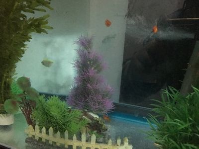 大洋的魚缸：蘭考縣大洋水族魚缸店黃河路店簡(jiǎn)介大洋水族魚缸店黃河路店 魚缸百科 第4張