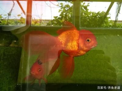 家里魚缸養(yǎng)黑色金魚好嗎：魚缸養(yǎng)黑色金魚在風水上的作用 魚缸風水 第2張