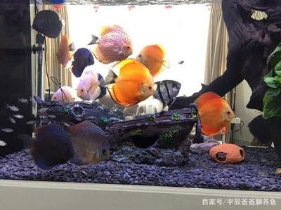 家里的魚缸臟了怎么辦：家里的魚缸臟了可以清洗魚缸內(nèi)的清潔能力而聞名：活清道夫魚 魚缸風(fēng)水 第2張