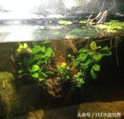 家庭魚缸的錦鯉喂什么好：家庭魚缸飼養(yǎng)錦鯉應(yīng)該如何選擇飼料？ 魚缸風(fēng)水 第3張