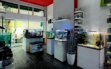 崇州哪里有賣魚缸的店：崇州市內(nèi)幾個與魚缸相關(guān)的商家和地點