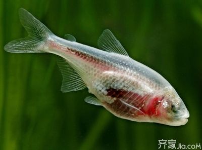 家里魚缸養(yǎng)熱帶魚的溫度是多少合適：養(yǎng)殖熱帶魚的技術(shù) 魚缸風(fēng)水 第2張