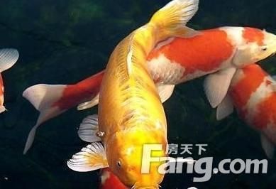 家里魚缸風(fēng)水魚放幾條最好呢：家里魚缸風(fēng)水魚放幾條最好 魚缸風(fēng)水 第2張