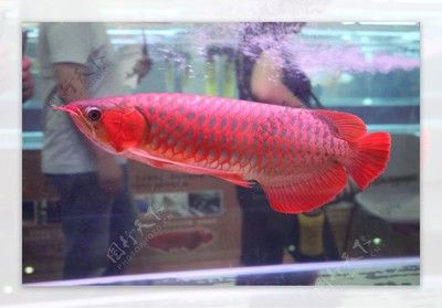 皇宮紅龍魚(yú)：關(guān)于皇宮紅龍魚(yú)的一些詳細(xì)信息