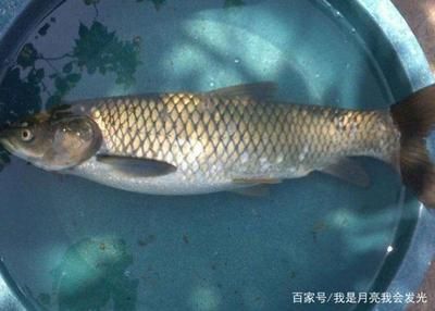 草魚魚缸怎么養(yǎng)：草魚魚缸養(yǎng)殖常見問題及養(yǎng)殖技巧草魚魚缸養(yǎng)殖技巧 魚缸百科 第1張