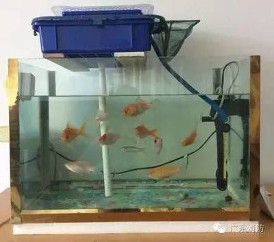 家庭魚缸的位置怎么選：家庭魚缸擺放有講究