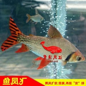 虎魚龍魚飛鳳魚能混養(yǎng)嗎：虎魚、龍魚、飛鳳魚可以混養(yǎng)嗎，虎魚飛鳳魚能混養(yǎng)嗎