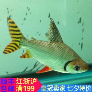 虎魚龍魚飛鳳魚能混養(yǎng)嗎：虎魚、龍魚、飛鳳魚可以混養(yǎng)嗎，虎魚飛鳳魚能混養(yǎng)嗎