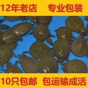 龍魚活體餌料怎么消毒：龍魚活體餌料怎么消毒龍魚活體餌料消毒處理方法 龍魚百科 第2張