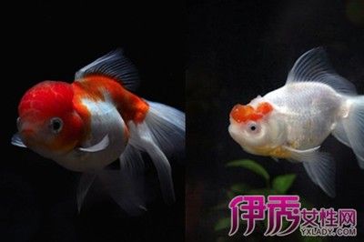 大魚水族魚缸怎么養(yǎng)：大魚水族魚缸的養(yǎng)護方法是根據(jù)搜索結果總結的大魚水族魚缸的養(yǎng)護 魚缸百科 第3張