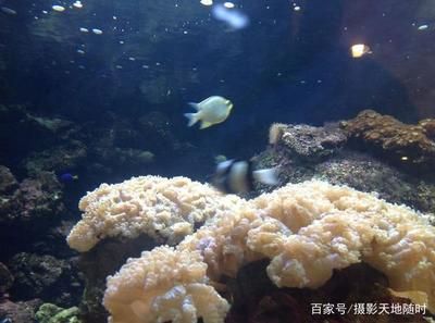 大魚水族魚缸怎么養(yǎng)：大魚水族魚缸的養(yǎng)護方法是根據(jù)搜索結果總結的大魚水族魚缸的養(yǎng)護 魚缸百科 第2張