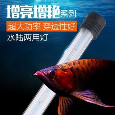 水草燈養(yǎng)龍魚：水草燈養(yǎng)龍魚的注意事項 龍魚百科 第2張