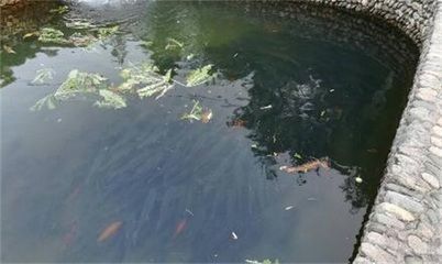 家里魚(yú)缸水溫多少度合適：家庭養(yǎng)魚(yú)水溫控制在多少度合適 魚(yú)缸風(fēng)水 第1張