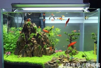 家里魚缸能空著嗎：家里魚缸可以空著嗎？ 魚缸風(fēng)水 第2張