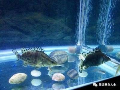 家里魚缸能養(yǎng)桂魚嗎視頻：家庭養(yǎng)殖桂魚的注意事項 魚缸風水 第2張