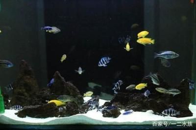 家里魚缸如何換水：家里魚缸換水的正確方法和注意事項(xiàng)和注意事項(xiàng) 魚缸風(fēng)水 第2張