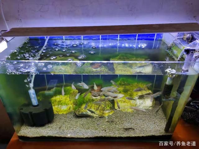 除魚缸綠水用什么方法：魚缸綠水處理魚缸綠水的處理方法主要用于消除魚缸綠水