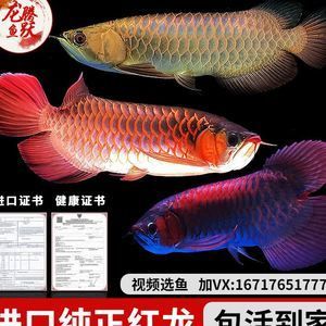 大湖紅龍魚視頻在線觀看免費：大湖紅龍魚大湖紅龍魚大湖紅龍魚視頻免費在線觀看 龍魚百科 第3張