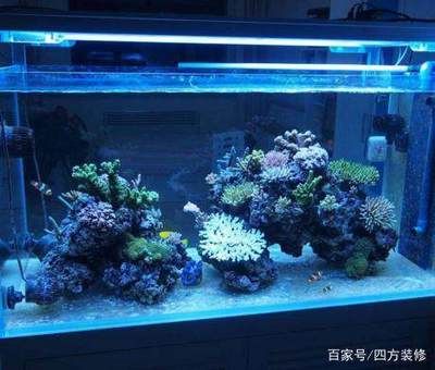 家里放4個魚缸好么嗎：家里放置多個魚缸可以帶來好運(yùn)和財運(yùn)和財運(yùn)和人際關(guān)系 魚缸風(fēng)水 第1張