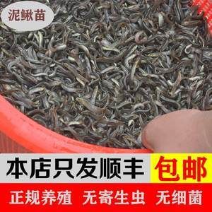 龍魚吃的小魚在哪買的到：在哪里可以購買到適合龍魚食用的小魚