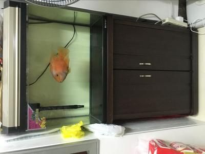 家用二手魚缸多少錢：家用二手魚缸價格受到魚缸大小、品牌、新舊程度等因素而異