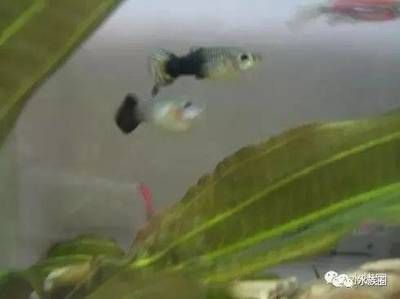 家里魚(yú)缸生了魚(yú)寶寶好嗎：家里魚(yú)缸生了魚(yú)寶寶是件好事，但需要注意這些問(wèn)題 魚(yú)缸風(fēng)水 第1張